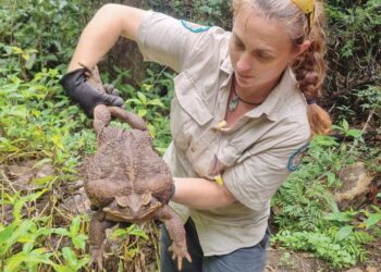 KYLEE Grey memegang kodok tebu gergasi yang dinamakan Toadzilla di Taman Negara Conway Queensland, kelmarin. -AFP