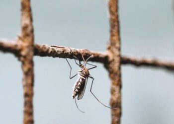 NYAMUK boleh menyebabkan lebih banyak jangkitan kerana ia mampu membiak pada musim hujan dan kering. -AGENSI