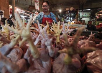 PENINGKATAN harga ayam disebabkan harga makanan seperti jagung dan kacang soya turut mengalami kenaikan harga. -CNN Indonesia