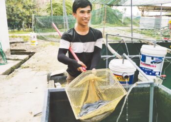 MOHAMAD Firdaus Che Mohd. Adnan menunjukkan benih ikan keli yang diternaknya di belakang rumahnya di Kedai Mulong, Kota Bharu, Kelantan. - UTUSAN/ROSALWANI CHE SOH