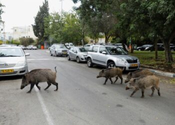 BABI hutan berkeliaran di sekitar Haifa untuk mencari makanan. - AGENSI