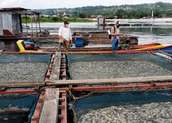 BANGKAI ikan yang ditemukan di KJA milik salah seorang penduduk di perairan Danau Toba, Indonesia. - AGENSI