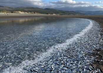 HAMPIR setengah juta ikan mati terdampar di Pantai Benar di Barmouth, North Wales kerana menyelamatkan diri daripada pemangsa. - AERON GRIFFITH