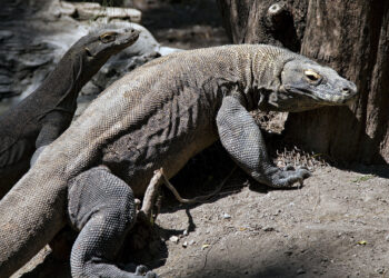 UNESCO digesa campur tangan berhubung pengambilalihan tapak warisan dunia, Pulau Komodo  - AFP