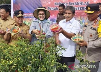 GABENOR Kalimantan Tengah, Sugianto Sabran (dua dari kanan) dan kakitangannya menuai cili di bandar raya Palangka Raya baru-baru ini.-AGENSI