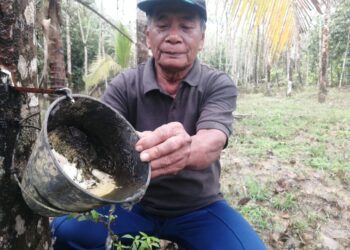 AHMAD Husin mencurah air hujan yang bertakung dalam cawan getah akibat cuaca tidak menentu di kebunnya di Kampung Gunung, Hulu Terengganu. –  UTUSAN/NOOR HAYATI MAMAT