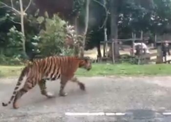 TANGKAP layar video lama memaparkan seekor harimau belang tersesat masuk ke sebuah kampung di Dungun, Terengganu pada 2019 kembali tular dan didakwa berlaku di Gua Musang, Kelantan. - UTUSAN/ROSLIZA MOHAMED