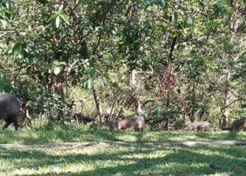 SEKUMPULAN babi berkeliaran mencari makanan berhampiran sebuah tasik rekreasi di Bandar Puteri Jaya, Sungai Petani, Kedah. - UTUSAN/ABD. RAZAK OSMAN