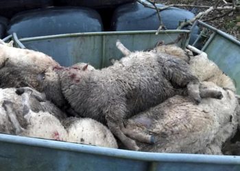 SERANGAN anjing liar menyebabkan 30 kambing biri-biri mati di Cheshire. - AGENSI