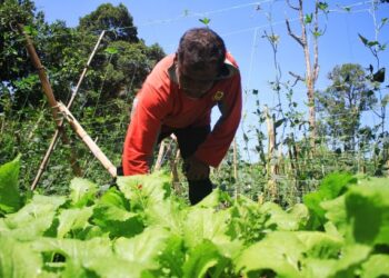 Kerajaan perlu tegas terhadap warga asing yang mengusahakan kebun sayuran secara haram. – GAMBAR HIASAN/MOHAMMAD FIRDAUS AMRAN