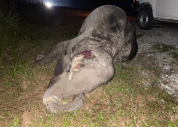 BANGKAI gajah betina dewasa daripada kumpulan kawanan Gajah Panti yang ditemukan mati di tepi jalan Batu 7, Jalan Kota Tinggi-Mersing akibat dilanggar kenderaan di Kota Tinggi, Johor. -IHSAN/Perhilitan