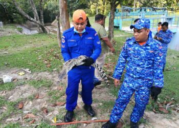 Pasukan APM memegang anak buaya yang ditangkap di Empangan Batu Sepri, Rembau petang tadi.