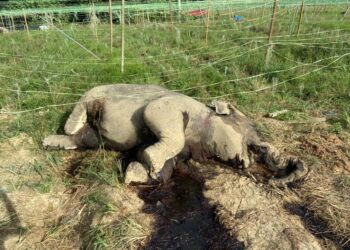 BANGKAI salah seekor gajah betina yang ditemukan mati di sebuah kebun sayur berhampiran Empangan Kahang di Kluang, Johor.