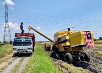 Sawah di Perlis juga mengalami penyusutan akibat ditebus guna untuk tujuan pembangunan.