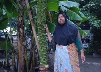 RISMA menunjukkan pokok pisang uniknya yang mempunyai tandan sepanjang dua meter dan buah yang banyak. - AGENSI