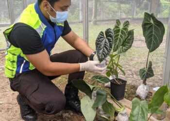 PEGAWAI Maqis menunjukkan salah satu tanaman pokok keladi yang cuba diseludup masuk dari Singapura kerana mendapat permintaan tinggi dalam pasaran tempatan di KSAB, Johor Bahru, Johor.