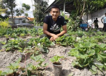 Mohd. Athif Asyraf Sukry bersama pokok strawberi ditanam di sekitar rumah di Selising semalam.