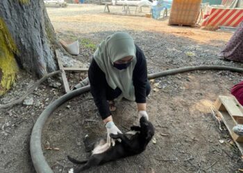 AQILAH Yuhanis Anuar bermain dengan anak anjing yang diselamatkan selepas haiwan itu ditemukan dibuang dalam guni dan diikat lehernya di kawasan perindustrian Paka, Dungun Rabu lalu.