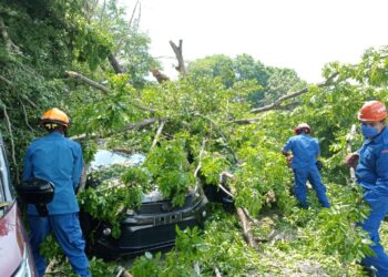 ANGGOTA APM memotong dahan pokok sena yang tumbang menimpa sembilan buah kereta  di Klinik Kesihatan Bandar, Sungai Petani hari ini.