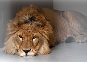 EMPAT singa di Zoo Barcelona disahkan positif Covid-19. - AFP