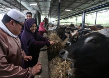 Lembu korban