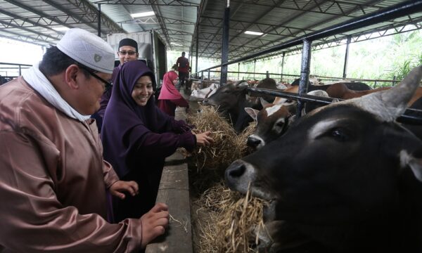 Lembu korban