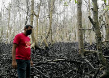 HARIS menunjukkan pokok bakau yang mati dipercayai akibat tumpahan minyak yang berlaku dua bulan lalu di Pantai Cermin, Port Dickson, Negeri Sembilan.-UTUSAN/ZAKKINA WATI AHMAD TARMIZI