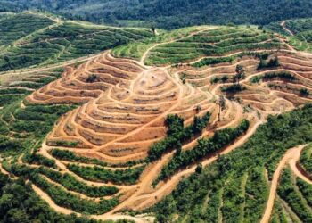 GONDOL...Bahagian lereng bukit Hutan Simpan Kekal (HSK) Rimba Teloi, Sik di Kedah yang ditarah menjadi teres-teres yang dipercayai bagi penanaman durian Musang King, sekali gus menimbulkan persoalan sama ada ia mematuhi syarat 25 darjah cerun yang digariskan dalam Laporan Penilaian Kesan Alam Sekeliling (EIA).  – UTUSAN/ SHAHIR NOORDIN