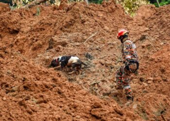 Unit Anjing Pengesan (K9) pasukan Bomba dan Penyelamat Malaysia melakukan operasi mencari dan menyelamat mangsa yang memasuki hari keempat di lokasi tragedi tanah runtuh di tapak perkhemahan Father’s Organic Farm, Batang Kali, Selangor semalam. – UTUSAN/FARIZ RUSADIO