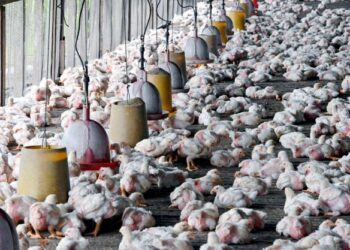 ADA syarikat pengeluar makanan ayam didakwa membekalkan dedak mengandungi unsur mengakibatkan kanser kepada ‘pemakan ayam’. – GAMBAR HIASAN