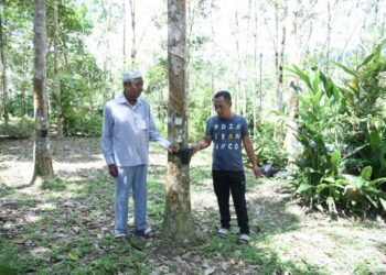 MAT DILU Selat (kiri) dan Zaharudin Mohd. Nor menunjukkan hasil getah yang kurang memberangsangkan berikutan cuaca tidak menentu di Kampung Paya Garuk, Jerantut, Pahang. - MINGGUAN/NORHAFIZAN ZULKIFLI