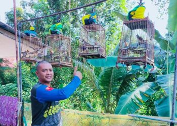 MOHD. Suariman Mohd. Zain menunjukkan sebahagian burung candik yang dibelanya di Kuala Krai, Kelantan. - UTUSAN/AIMUNI TUAN LAH