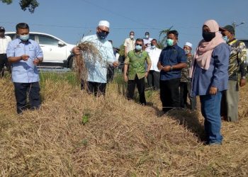 RAZMAN Zakaria (dua dari kiri) melihat padi yang rosak akibat serangan bena perang di Alor Pongsu, Bagan Serai, Perak. - UTUSAN/GAMBAR WAT KAMAL ABAS