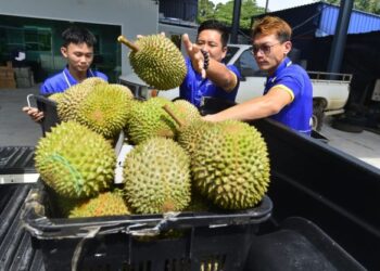 Musang King akan ditanam besar-besaran di Gua Musang, Kelantan. -UTUSAN/SHAIKH AHMAD RAZIF