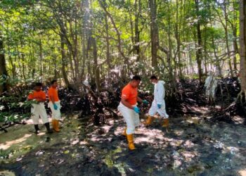 KERJA-kerja pembersihan sisa tumpahan minyak giat dilakukan di kawasan paya bakau yang tercemar di Tanjung Tuan, Alor Gajah. - UTUSAN/ DIYANATUL ATIQAH ZAKARYA