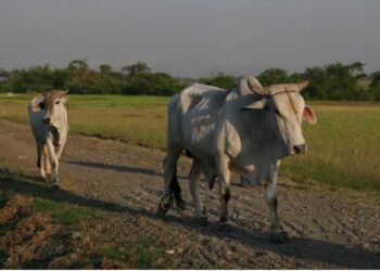 PENDUDUK Pampanga yang sudah menerima suntikan vaksin Covid-19 akan dihadiahkan lembu setiap bulan. - AGENSI