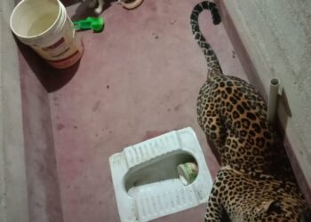 SEEKOR anjing dan harimau bintang terperangkap di dalam tandas selama tujuh jam di Kartanaka, India baru-baru ini. - AGENSI