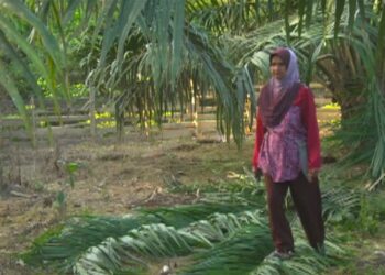 KHATIJAH Yaakub antara pekebun kelapa sawit yang berputih mata tanamannya diserang gajah di Bandar Al-Mukhtafi Bilah Shah, Dungun, Terengganu. - NIK NUR IZZATUL HAZWANI NIK ADNAN