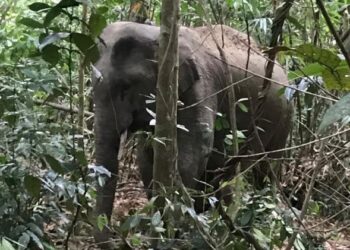 GAJAH jantan liar yang berjaya ditangkap Perhilitan Kelantan di Kampung Subong, Gua Musang, Kelantan hari ini. - IHSAN PERHILITAN