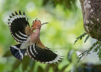 BURUNG hud-hud yang ditemukan di Taman Tasik Taiping, Perak. - IHSAN MPT