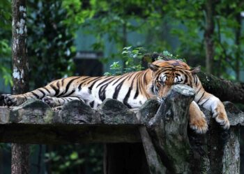 Spesies Harimau Malaya yang terdapat di Zoo Negara, Hulu Kelang. – UTUSAN/AFIQ RAZALI