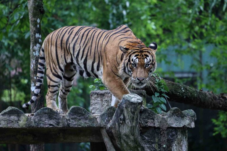 ART Tingkat Populasi Harimau Malaya