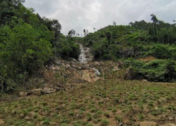 KAWASAN alur air bermusim di Hutan Simpan Segari Melintang yang sudah dibersihkan dan ditanam dengan rumput serta pokok meranti temak nipis kini mencapai tahap 20 peratus. - FOTO/SHAARANI ISMAIL