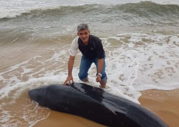 ABD. Latif Jamaludin bersama anak ikan paus yang terdampar di Pantai Merchang di Marang hari ini. 