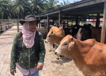 Noornizal Ayub memeriksa lembu-lembu yang diternaknya di Lenggong Valley Farm, Teluk Intan, Perak.