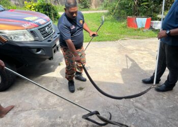 SEPASANG ular tedung sami yang ditangkap anggota BSYJM di rumah penduduk di Kampung Kalai, Mukim Jeneri, Sik.