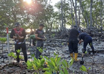 SEBANYAK 100 anak pokok bakau ditanam di kawasan hutan bakau di Pantai Cermin, Port Dickson hari ini anjuran pihak Pertubuhan Kebajikan N9 Sayang bersempena Hari Lautan Sedunia 2023-UTUSAN/ZAKKINA WATI AHMAD TARMIZI.