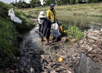 PEKERJA kontraktor melakukan kerja pembuangan bangkai ikan di Sungai Damansara Seksyen 13, Shah Alam, Selangor. - UTUSAN/ZULFADHLI ZAKI