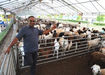 Osman Cheyakutty melihat kambing yang akan dikorbankan sempena Aidiladha di Osman Goat Farm, Kampung Kangkar Tebrau, Johor Bahru esok. UTUSAN/RAJA JAAFAR ALI