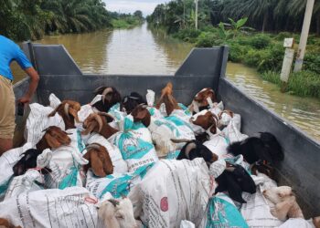 Kapsyen: SEBAHAGIAN kambing yang dipindahkan dengan menaiki sampan setelah terkandas akibat banjir di Daerah Kuala Selangor, Selangor. –IHSAN JPV